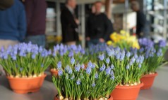 News image: Mooi & modern muscari sortiment